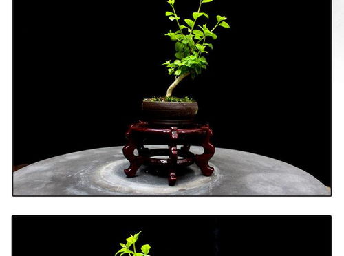 方寸間的詩意與清新 如皋紫薇微型盆景，打造桌面素雅文藝空間