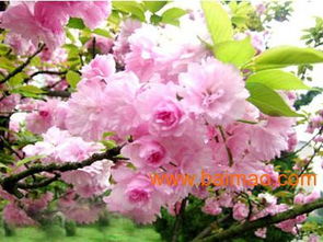 濰坊國慶菊優(yōu)質(zhì)貨源尋蹤 批發(fā)生產(chǎn)廠家、價格及禮品花卉銷售指南